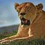 Tanzania, Ngorongoro Crater - Lioness after mating